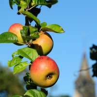 apple tree in normandy