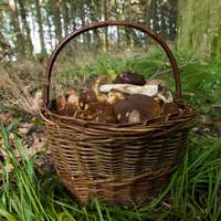 basket of mushrooms