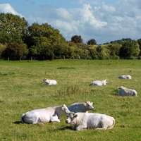 cows in normandy